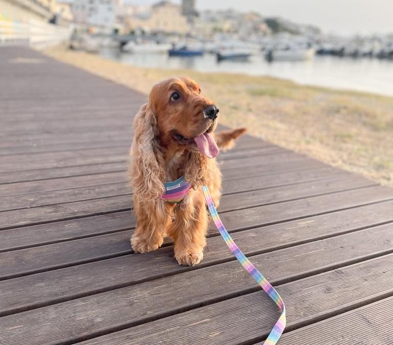 L’Importanza del Guinzaglio e dei Cancelli Chiusi per la Sicurezza dei Cani e della Comunità